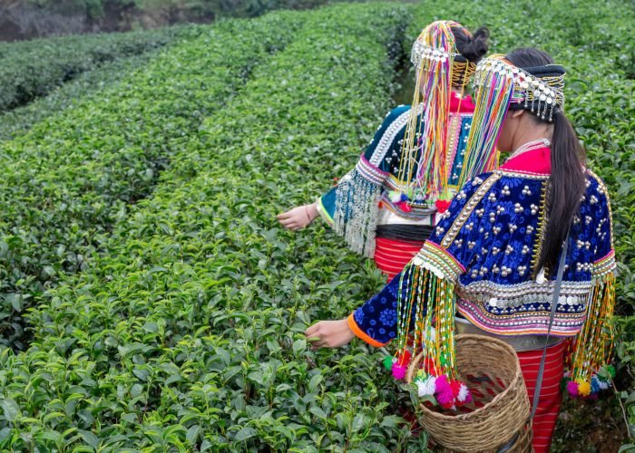 Temi Tea Garden Temi Tea Garden