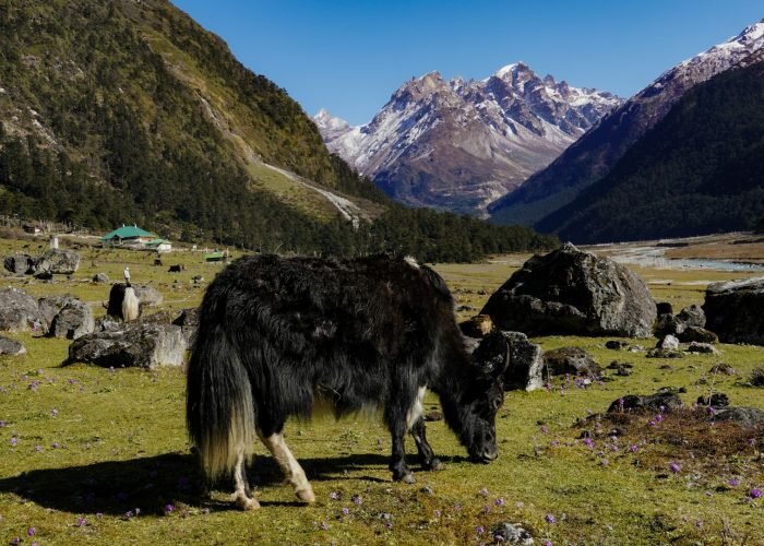 Yumthang Valley Yumthang Valley